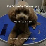 Pet Grooming Booragoon - Dog Grooming, Cat Grooming