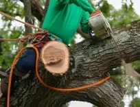 Big A's Avon Tree Service