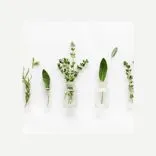 Holistic Health and Healing Herbs