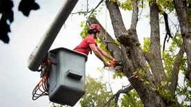 Saratoga Springs Tree Service Pros