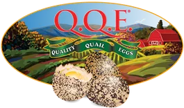 QQE Corp