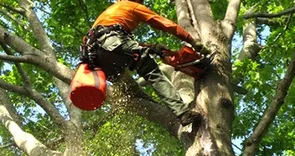Manik tree services comapany