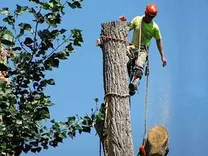 Integrity Tree service & Landscaping Expert