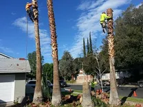 Evergreen Tree service & Landscaping Pro