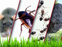 Pest Control Service Melbourne