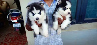 Top Dog Breeders & sellers in Bangalore