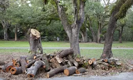 Tree Removal Adelaide