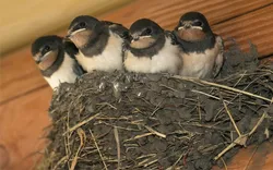 Bird Nesting Control Perth