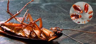Cockroach Control Melbourne
