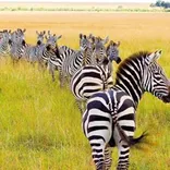 Kenya Incentives Tours & Safaris