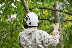 OC Tree Service Pros