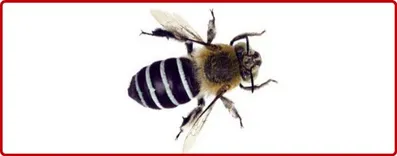 Bees Removal Brisbane