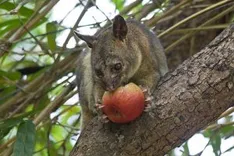 Possum Removal Melbourne