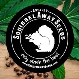 Squirrel Away Seeds