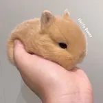 Pets Fluffy Bunny Rabbitry