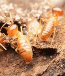 Termite Control Adelaide