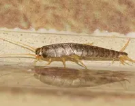 Silverfish Control Adelaide