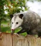 247 Possum Removal Melbourne