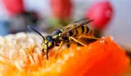 Bee Wasp Removal Hobart