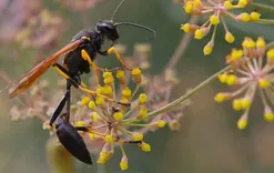 Bee Wasp Removal Canberra