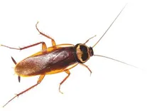 Cockroach Control Adelaide