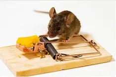 Preventive Rodent Control Brisbane