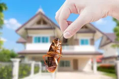 Frontline Pest Control Melbourne