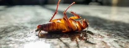 Home Cockroach Control Perth