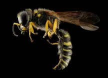Buzzoff wasp