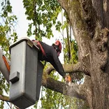 Contract City Tree Service