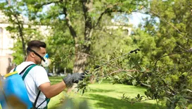 City of Five Flags Tree Service
