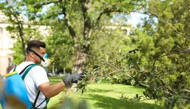 Sin City Tree Service