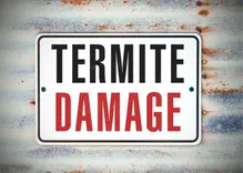 Soul City Termite Removal Experts