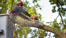 Whiskey Town Tree Service