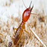 247 Termite Inspection Perth