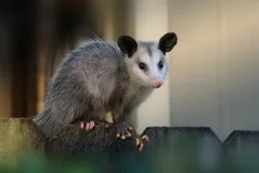 247 Possum Removal Perth