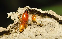 247 Termite Inspection Melbourne