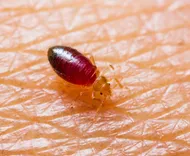 Bed Bugs Control Brisbane