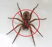 Spider Control Hobart