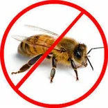 Bee Removal Brisbane