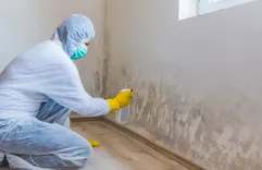 Old Town Mold Experts