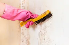 Fleming Island Mold Solutions