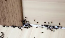 Panther Ants Control Brisbane