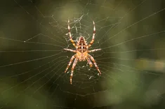 Exit Spider Control Melbourne