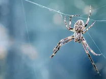 CBD Spider Control Adelaide