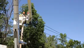 Old Town Tree Services