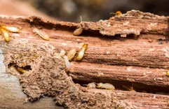 Magic City Termite Experts