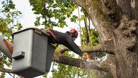 Clear Water Harbor Tree Removal Solutions