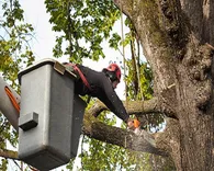 Wills Hill Tree Removal Solutions