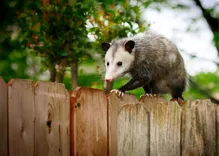 Woodside Wildlife Control Experts